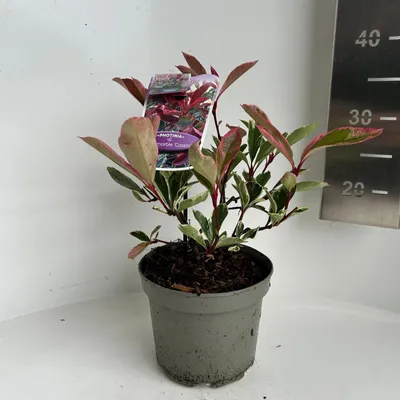 Image de Photinia fraseri Pink Marble (« Cassini » PBR) - Photinia | 25-30 cm en pot