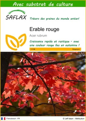 Image de SAFLAX  - Erable rouge - 20 graines - Avec substrat - Acer