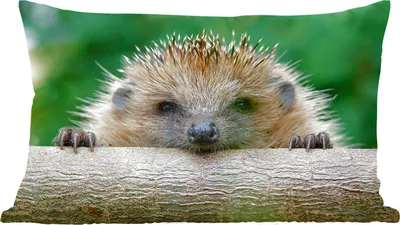 Produktbild von MuchoWow® Zierkissen Sofakissen Wohnzimmer Dekokissen 60x40 cm Igel beißt Holz - Kopfkissen - Polster mit Foto