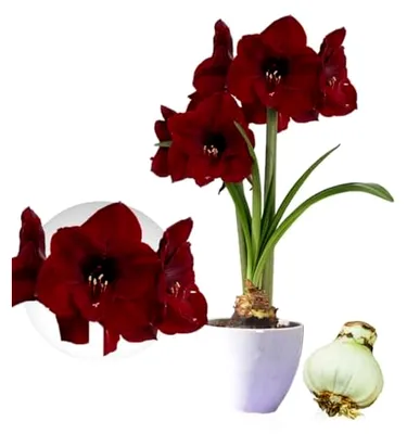 Produktbild von Amaryllis Zwiebel Benfica - 1 große Blumenzwiebel 26/30 - Echte Pflanzen aus Holland - Hippeastrum
