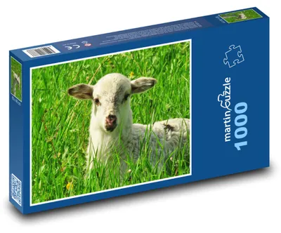 Produktbild von Puzzle 1000 Lamm auf grüner Wiese - martinpuzzle
