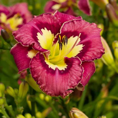 Produktbild von Taglilie Hemerocallis Staude Rhizom winterhart Taglilie Rhizom 1 St.