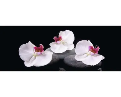 Produktbild von Glasbild White Orchid IV GLA1339 125x50 cm