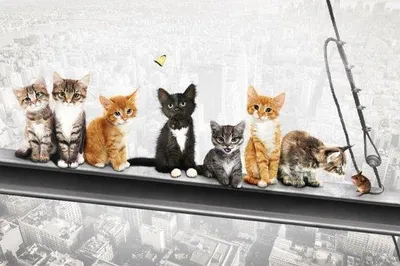 Productafbeelding van Wanddecoratie Poster met Katten op Staalconstructie