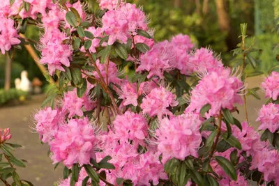 Produktbild von Rhododendron davidsonianum - Wild Rhododendron - 40-50cm