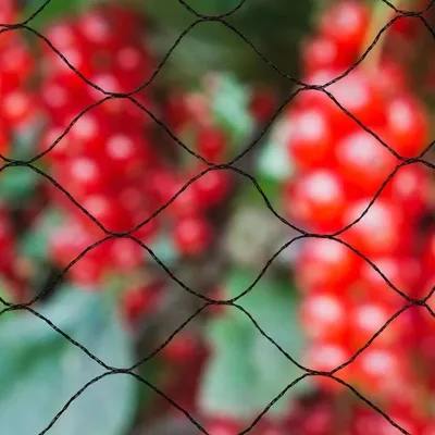Obrázok produktu pre Sieť na ochranu vtákov Nature Primo 10x10 m čierna 6030407