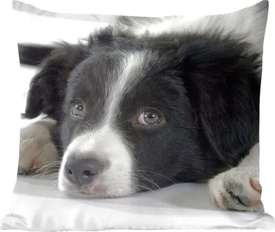 Produktbild von MuchoWow® Zierkissen Sofakissen Wohnzimmer Dekokissen 45x45 cm Ein Border Collie liegt auf dem Boden - Schlafpolster - Polster für das Sofa