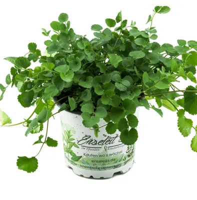 Produktbild von Enseleits Pimpinelle im 12cm Topf, Kräuter Pflanze, Sanguisorba minor, frische Pimpinelle für Küche und Terrasse