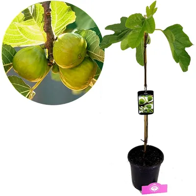 Zdjęcie produktu dla Figowiec carica 'Col de Dame Blanch', doniczka 2 l