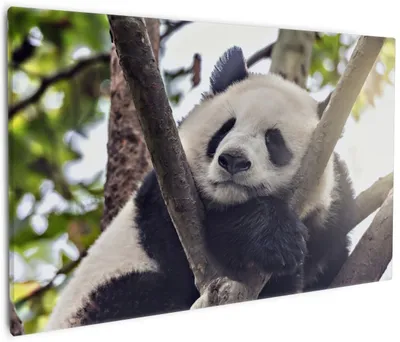 Produktbild von Wallario Premium Leinwandbild Schlafender Panda in einem Baum in Größe 60 x 90 cm
