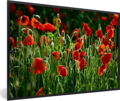 Produktbild von MuchoWow® Gerahmtes Poster Frontansicht von Mohnblumen auf dem Feld 90x60 cm - Poster mit Schwarzem Bilderrahmen Wandposter Rahmen Foto Bilder - Fotorahmen - Foto-Plakat