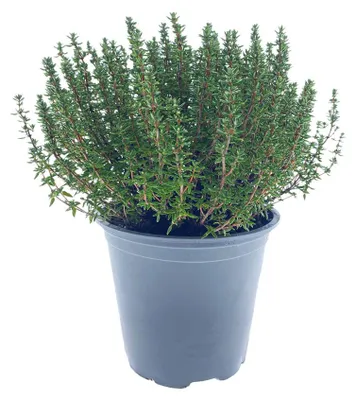 Produktbild von Enseleits Italienischer XXL Thymian im 15cm Topf