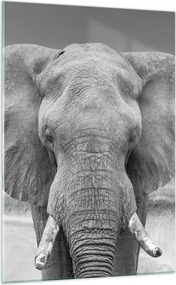 Produktbild von Bilder auf glas - Einteilig - Elefant Afrika Tier - 70x100cm - Glasbilder - Wandbilder - Bilder - zum Aufhängen bereit - Wanddekoration aus Glas - Glas Bilder - Wandbild auf Glas - GPA70x100-5072