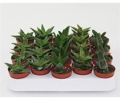 Produktbild von 20 Stück mix Aloe Vera Pflanze 10-12 cm Kakteen & Sukkulenten Zimmerpflanze