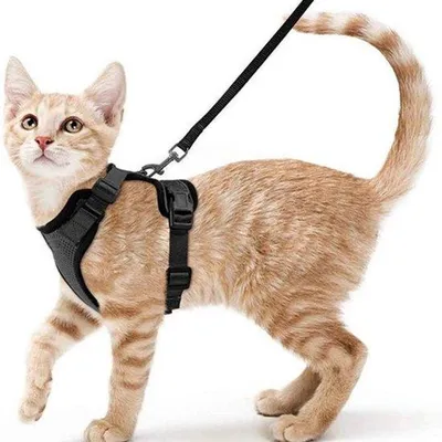 Produktbild von Kattentuig mit Riemenhalsband - Anti-Flucht - Verstellbar - Kattenvest - Schwarz - Stahl