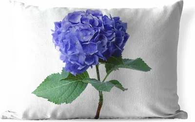 Produktbild von MuchoWow® Outdoor Kissen - Hortensie blau - 60x40 cm - Wetterfest - Lounge Kissen - Zierkissen - Kissen für Innenräume