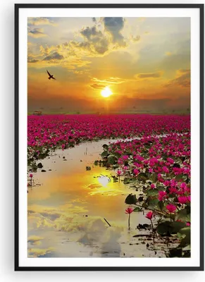 Produktbild von Gerahmtes Poster - Schwarzer Rahmen - See Blumen - 70x100 cm - Wand Bild - Wanddeko - Wandbilder - Kunstposter - Wandposter - Bilderrahmen - Bilder - Kunstdruck - Wandbild - P2BPA70x100-3769