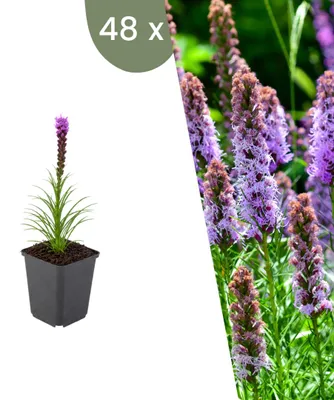 Produktbild von Plants by Frank | 48 Prachtscharte Pflanzen | Liatris Spicata | Stauden | Winterhart | Mehrjährig | Gartenpflanzen