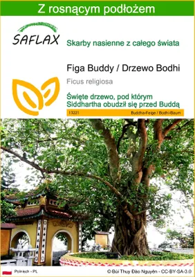 Zdjęcie produktu dla SAFLAX - Figa Buddy / Drzewo Bodhi - 100 Nasiona - Z podłożem uprawowym wolnym od zarazków - Ficus religiosa