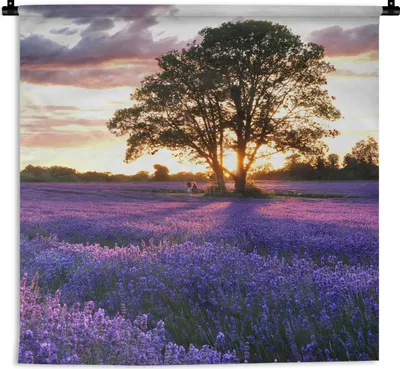 Produktbild von MuchoWow® Wandteppich Wandbehang Lavendelfelder in England bei Sonnenuntergang 120x120 cm Tapisserie Dekoration Wandtuch - Modern - Baumwollgewebe