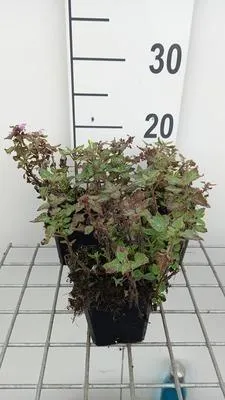 Image de 6 x Lamium mac. 'Anna Green Away' - Ortie morte - Pot 9 x 9 cm