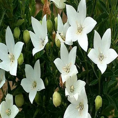 Image de Platycodon Rozwar à grandes fleurs Fuji White 1 pièce de plants de rozwar