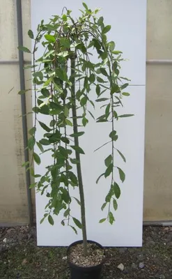Produktbild von Hochstamm Hängende Kätzchenweide - Salix caprea Pendula - Stamm 125cm + Krone