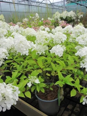 Produktbild von Rispenhortensie Polar Bear - Hydrangea paniculata Polar Bear