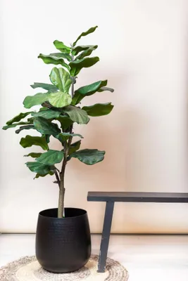 Produktbild von Umelá rastlina - Ficus Lyrata - Tabaková rastlina - 120 cm