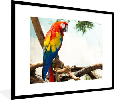 Produktbild von MuchoWow® Gerahmtes Poster Papagei - Vogel - Regenbogen - Tropisch 80x60 cm - Poster mit Schwarzem Bilderrahmen Wandposter Rahmen Foto Bilder - Schlafzimmer-Dekorationen - Fotoposter