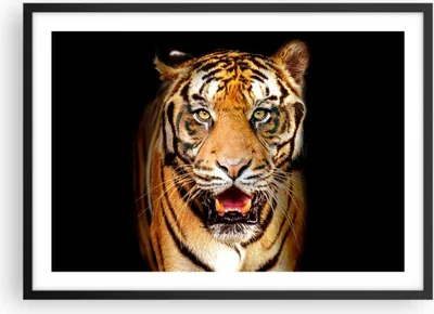 Produktbild von Gerahmtes Poster - Schwarzer Rahmen - tiger tier - 70x50 cm - Wand Bild - Wanddeko - Wandbilder - Kunstposter - Wandposter - Bilderrahmen - Bilder - Kunstdruck - Wandbild - P2BAA70x50-4103