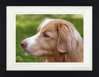 Obrázok produktu pre Psy Zarámovaný obraz s paspartou | Nástenné umenie | V ráme - Kanadský retriever (30 x 40 cm)