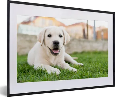 Produktbild von MuchoWow® MuchoWow® Gerahmtes Poster Weißer Labrador Retriever im Gras liegend 60x40 cm - Poster mit zchwarzem Bilderrahmen - Schlafzimmer - Plakat in Rahmen - Drucken