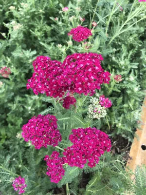 Obrázok produktu pre 6 x Achillea millefolium 'Granátové jablko' - Rumanček v kvetináči 9 x 9 cm