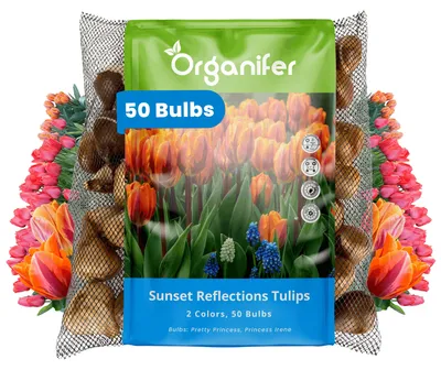 Obrázok produktu pre Tulipánové Cibule - 50 Kvetinových Cibúľ - Odraz Západu Slnka - Princess Mix Oranžová Ružová Koralová - Organifer