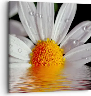 Produktbild von Bild auf Leinwand - Leinwandbild - Kraut Kamille Blume Wasser - 30x30cm - Wand Bild - Wanddeko - Leinwanddruck - Bilder - Kunstdruck - Wanddekoration - Leinwand bilder - Wandkunst - AC30x30-2282