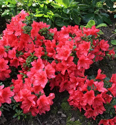 Produktbild von Japanische Azalee ´ARABESK´ 30-40 cm, Cont. 4 l