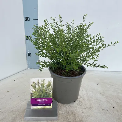 Obrázek produktu pro Lonicera nitida Tiny Green ('Slagmoer'PBR) – zimolez | 15–20 cm v květináči