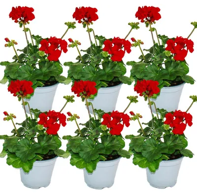 Obrázok produktu pre Vzpriamené muškáty – Pelargonium zonale – 12 cm kvetináč – sada 6 rastlín – tmavočervená