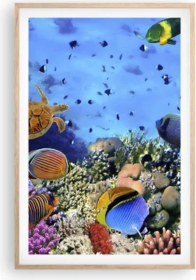 Produktbild von Gerahmtes Poster - Rahmen in heller Eiche - Korallenriff - 61x91,5 cm - Wand Bild - Wanddeko - Wandbilder - Kunstposter - Wandposter - Bilderrahmen - Bilder - Kunstdruck - Wandbild - P2NPA61x91-3569