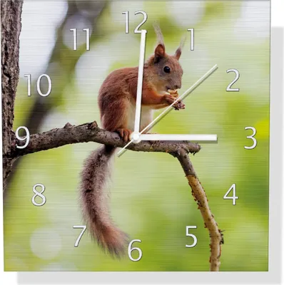 Produktbild von Wallario Design Wanduhr Eichhörnchen auf einem Ast aus Aluverbund, Größe 30 x 30 cm