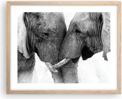Produktbild von Gerahmtes Poster - Rahmen in heller Eiche - Elefanten Safari Bond - 50x40 cm - Wand Bild - Wanddeko - Wandbilder - Kunstposter - Wandposter - Bilderrahmen - Bilder - Kunstdruck - P2NAA50x40-4973