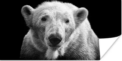 Produktbild von MuchoWow® Poster Porträt Eisbär auf schwarzem Hintergrund in schwarz und weiß 40x20 cm - Poster für die Wand - Poster Schlafzimmer
