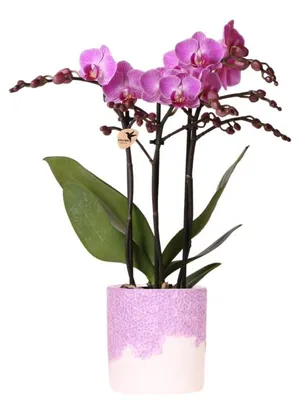 Produktbild von Kompakte Orchidee in blühendem Topf