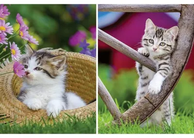 Image de 2 puzzles les chatons a la campagne 500 pieces - chat - collection animal - ravensburger - 172696