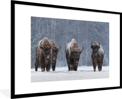 Produktbild von MuchoWow® MuchoWow® Gerahmtes Poster Tiere - Schnee - Amerika 90x60 cm - Poster mit zchwarzem Bilderrahmen - Wanddekoration - Fotos