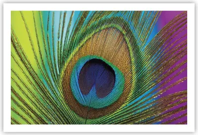 Produktbild von Poster - Poster ohne Rahmen - Pfauen Federn Regenbogen - 91,5x61 cm - Wand Bild - Wanddeko - Wandbilder - Kunstposter - Wandposter - Bilder - Kunstdruck - Wanddekoration - Wandbild - P2XAA91x61-4385