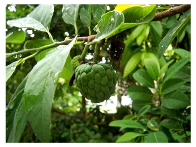 Produktbild von Zimtapfel - Annona squamosa - 10 Samen