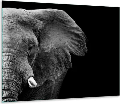 Obrázek produktu pro Kryt varné desky Skleněný kryt varné desky 60x52cm Elephant