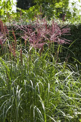 Produktbild von Miscanthus sinensis 'Nippon', Chinaschilf, 3-5 Liter Container